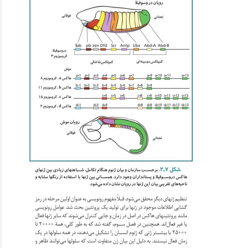 تکامل انسان